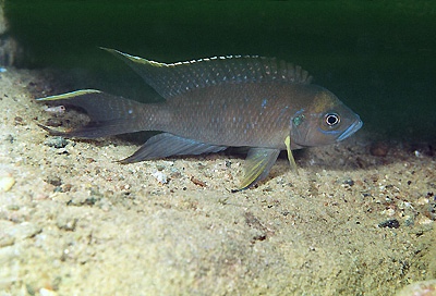 Neolamprologus calliurus 'Chikalakate'